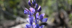 Vesce commune - Couvert anti limaces