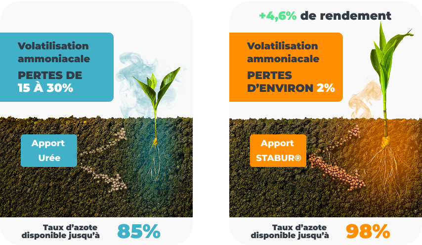 Volatilisation ammoniacale et gain de rendement avec STABUR
