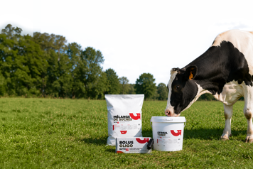 ration bovine
