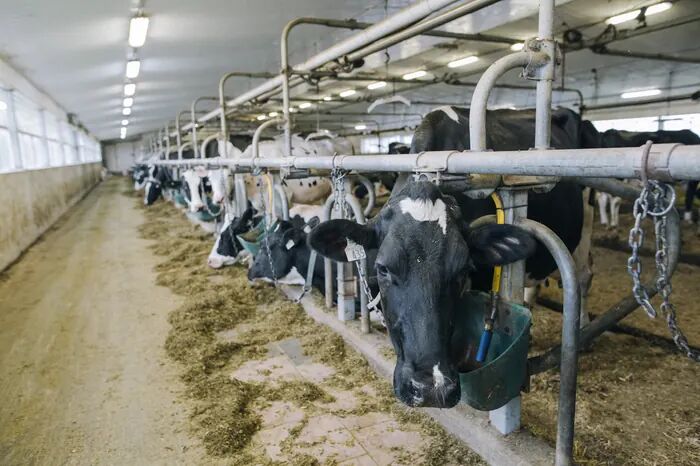 Vaches laitières dans une stabulation