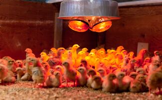 Comment choisir sa lampe chauffante pour son élevage agricole ?