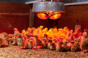 lampe chauffante elevage poussins