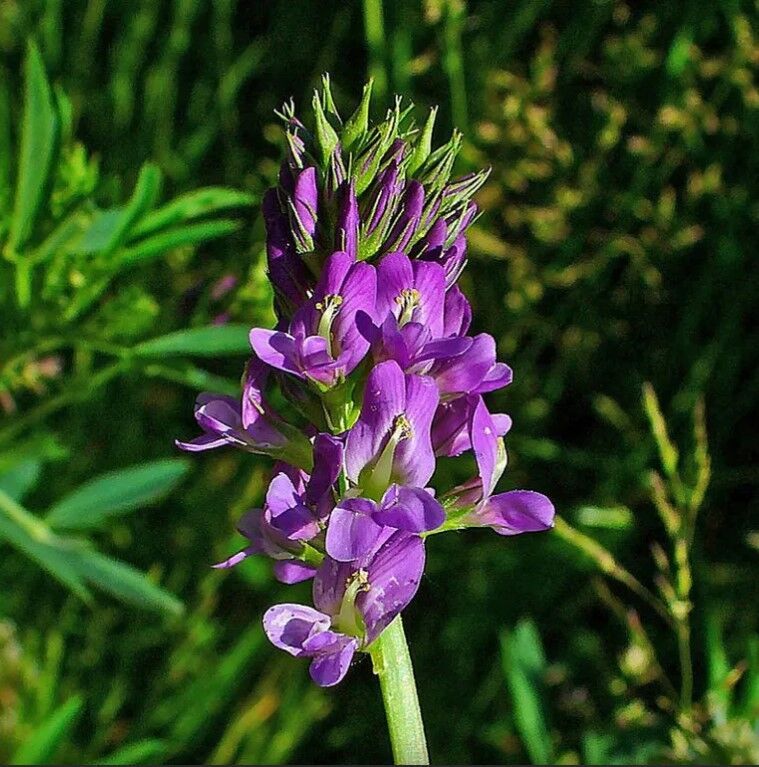 Alfalfa inoculada - Triade