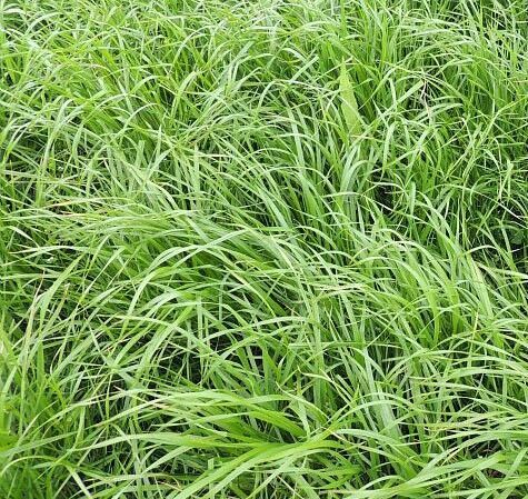 Ray-Grass Italiano diploide alternativo - Idéfix - BIO