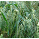 Triticale